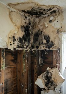 Mold Remediation